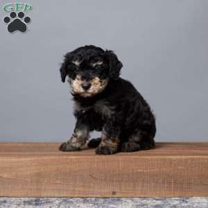 Reba, Miniature Poodle Puppy